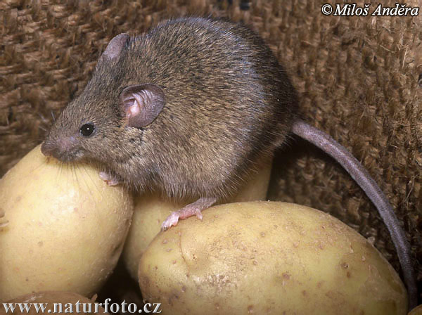 Ratón casero