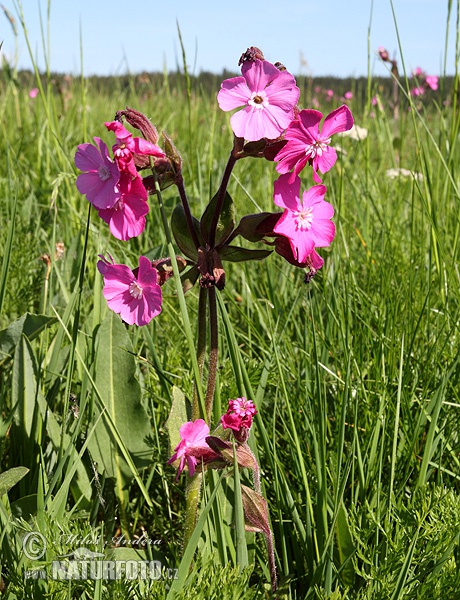 Red campion, Red catchfly (Silene dioica)