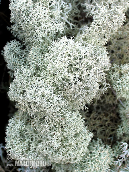 Reindeer lichen (Cladonia rangiferina)