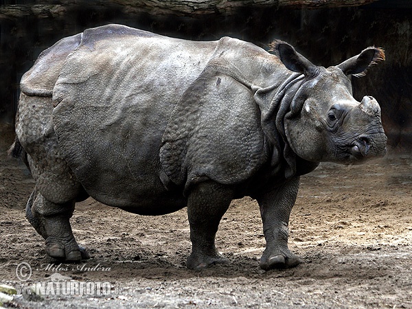 Rhinocéros indien