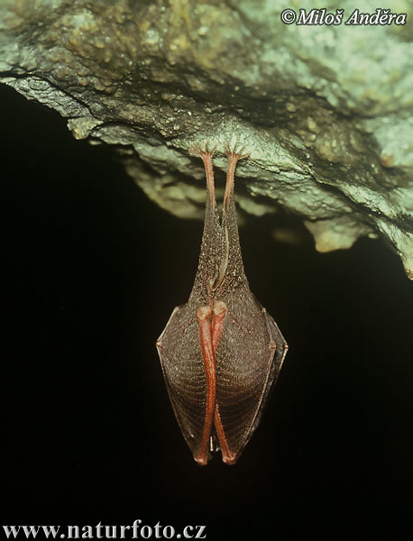 Rhinolophus hipposideros