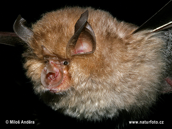 Rhinolophus hipposideros