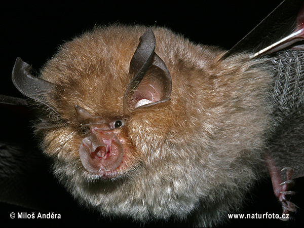 Rhinolophus hipposideros