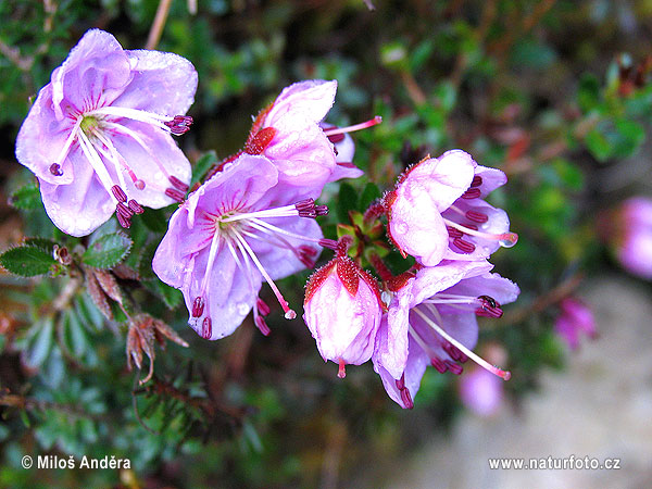 Rhodothamnus chamaecistus