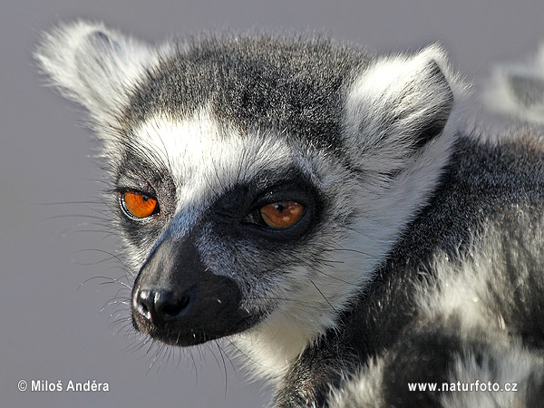 Ringhalelemur