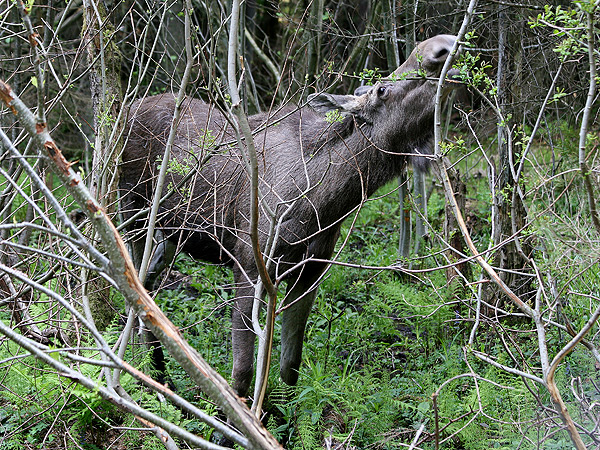 Rusa besar