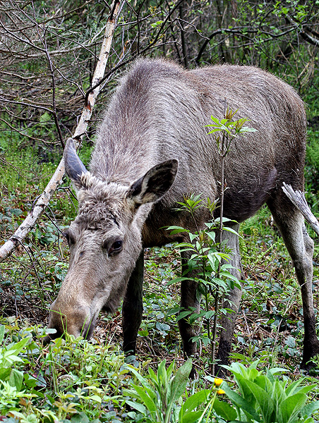 Rusa besar