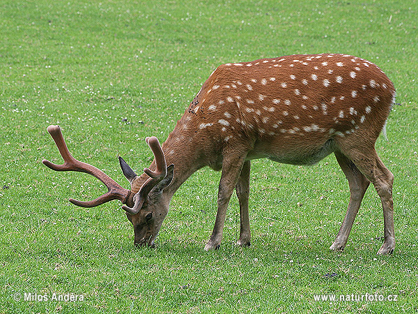 Rusa sika