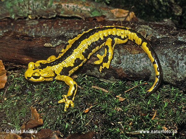 Salamandra comuna