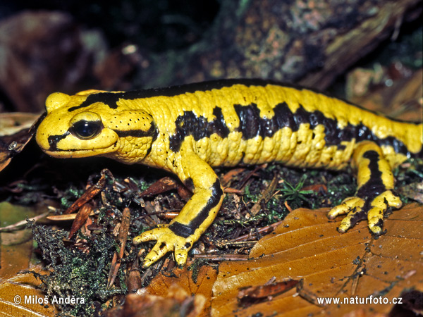 Salamandra de foc