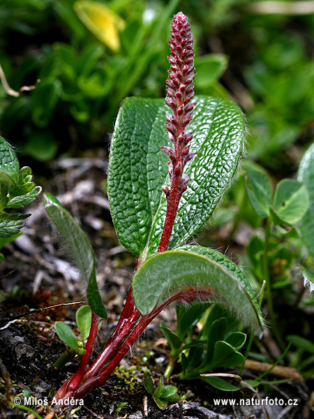 Salix reticulata