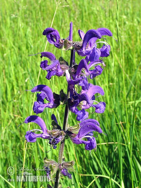 Salvia pratensis