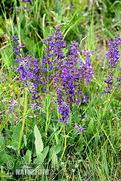 Salvia pratensis