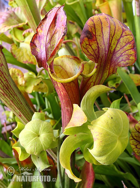 Sarracenia flava