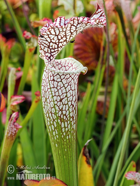 Sarracenia leucophylla