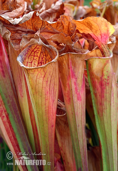 Sarracenia oreophila