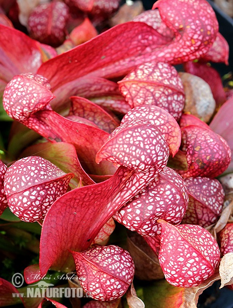 Sarracenia psittacina