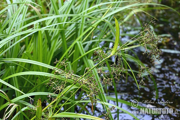 Scirpus sylvaticus