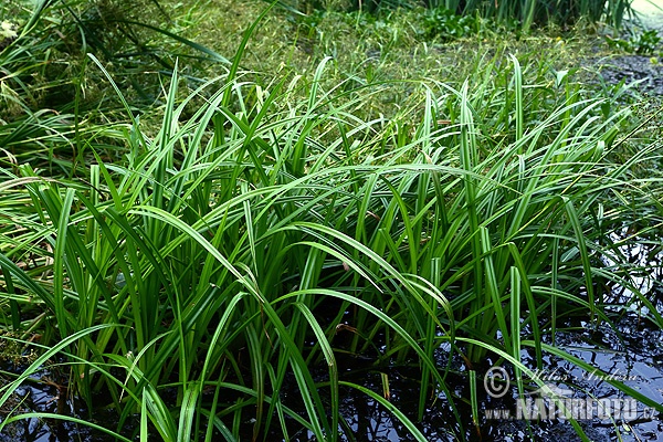 Scirpus sylvaticus