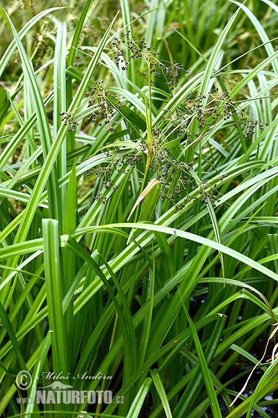 Scirpus sylvaticus