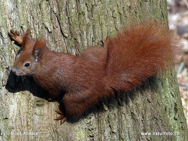 Sciurus vulgaris