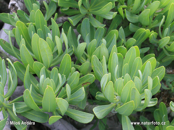 Senecio kleinia