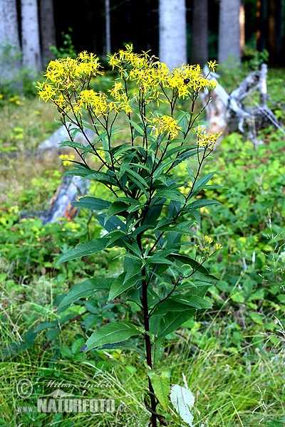 Senecio ovatus