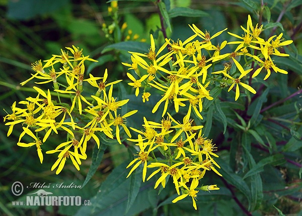 Senecio ovatus