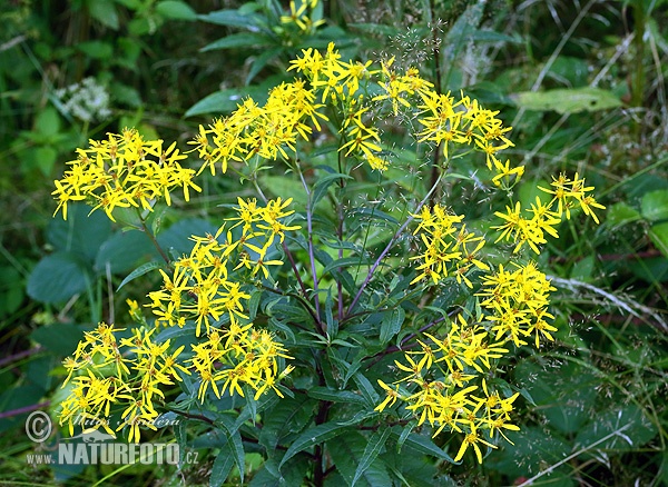 Senecio ovatus