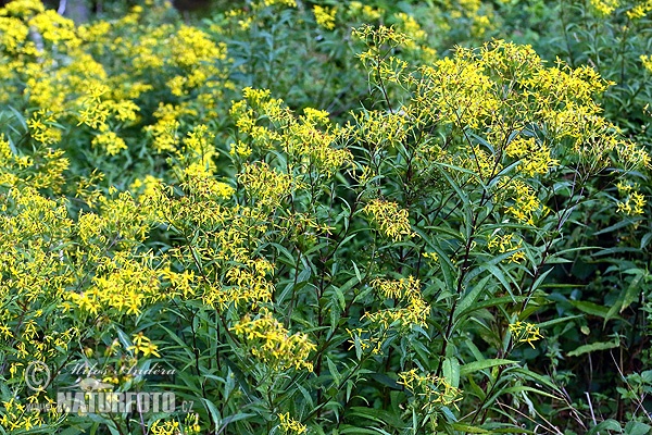 Senecio ovatus