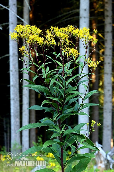 Senecio ovatus