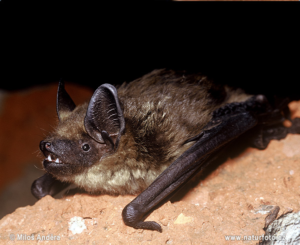 Serotine bat (Eptesicus serotinus)