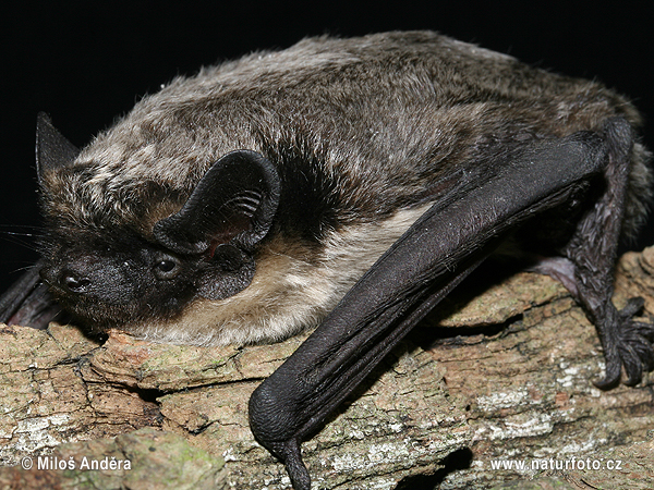 Serotino bicolore