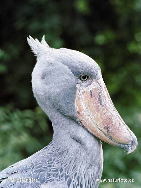 Shoebill, Whale-haeded stork (Balaeniceps rex)