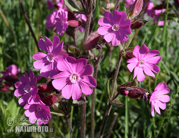 Silene dioica