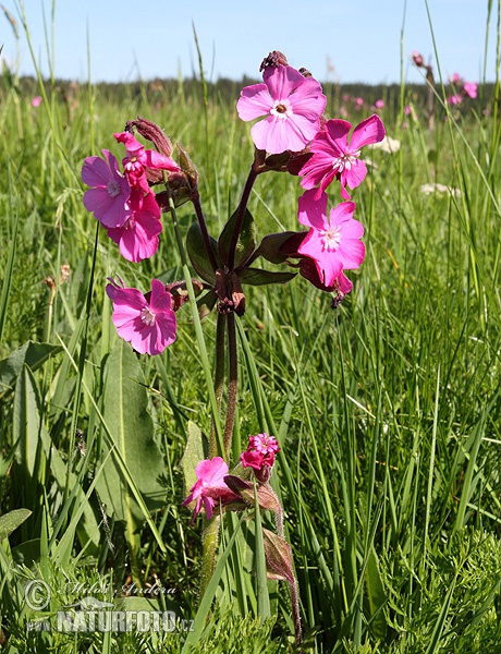 Silene dioica