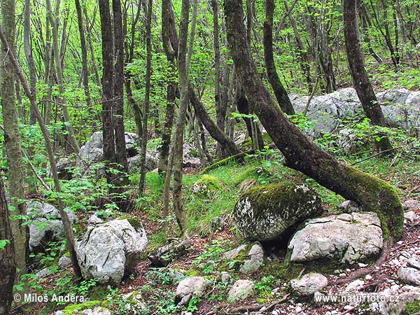 Slovenya