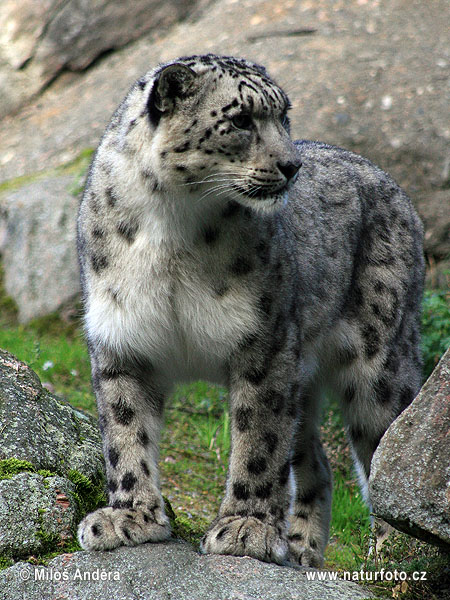 Snežni leopard