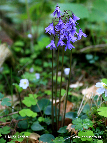 Soldanella montana