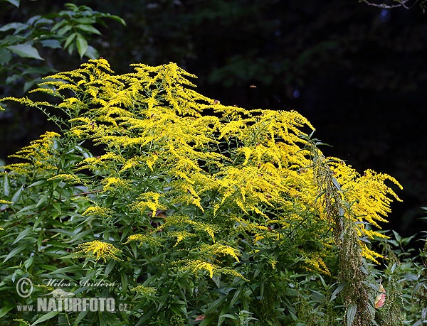 Solidago canadensis