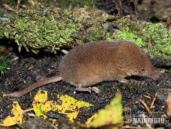 Sorex araneus