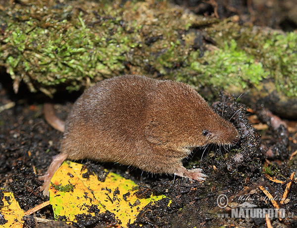 Sorex araneus