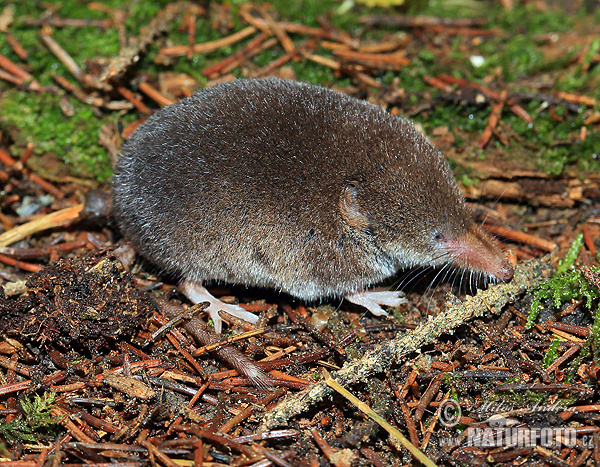 Sorex araneus