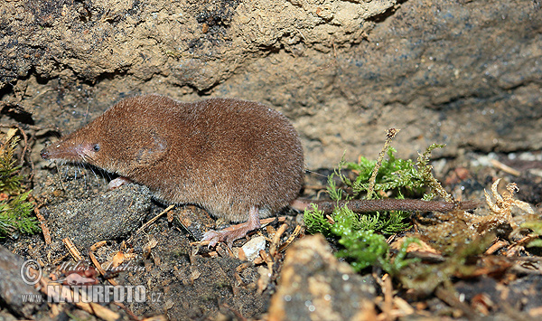 Sorex araneus