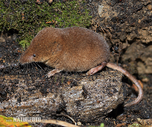Sorex araneus