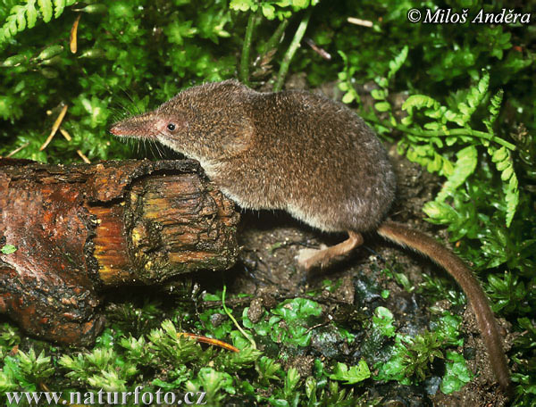 Sorex minutus