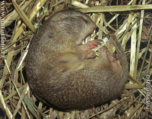 Spermophilus citellus