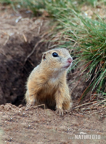 Spermophilus citellus