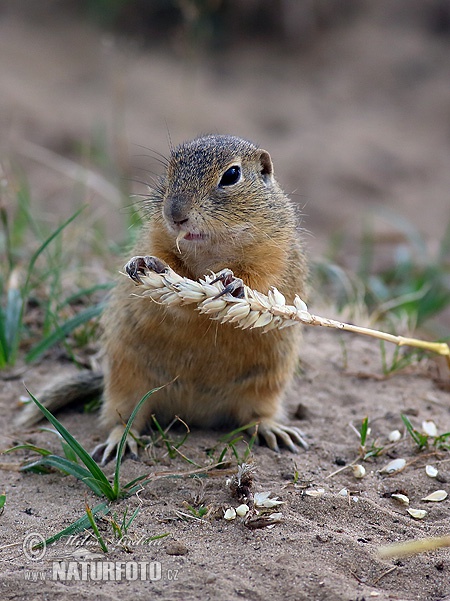 Spermophilus citellus