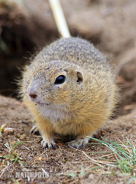 Spermophilus citellus